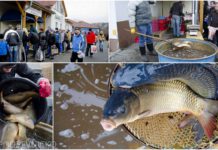 Vánoční prodej Třeboňských kaprů ve Slušovicích
