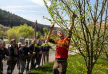Jak správně řezat stromy? V Trnavě radil arborista Thomas a ukázal vše přímo v praxi