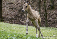 Desetidenní hříbě vítalo hosty. Velikonoce na Farmě pod Janovou horou nabídly den plný zážitků i dobrého jídla